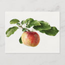 Search for apple postcards Vintage