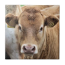 Search for cow and calf tiles Cows