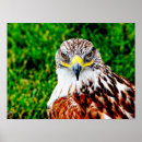 Search for hawk art Bird photography