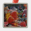 Search for frost christmas tree decorations Nature