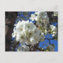 Search for ornament postcards White