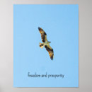 Search for osprey bird posters Animal