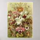 Search for haeckels posters Kunstformen der natur