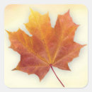 Search for gold maple leaf stickers Autumn