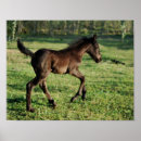 Search for two black horses posters Equestrian