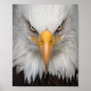 Search for bald eagle pics posters Animal
