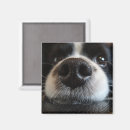 Search for breeder magnets Cute