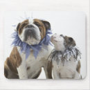 Search for pet sitting electronics Studio shot