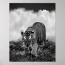 Search for stalking posters Tiger