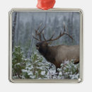 Search for bugle call Bull