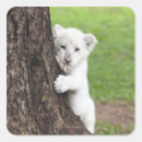 Search for behind square stickers Animal