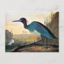Search for audubon birds of america postcards Little blue heron