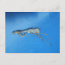 Search for skins postcards Cool