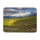 Search for napa magnets Vineyard