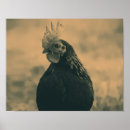 Search for rooster year posters Chicken