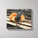 Search for felis posters Kitten
