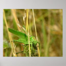 Search for grasshopper photography Insect