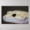 Search for gecko lizard posters Pet
