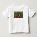 Search for ruby throated tshirts Kentucky