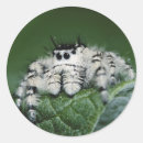 Search for jones stickers Animal