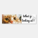 Search for white cat bumper stickers Car