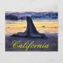 Search for wildlife postcards California