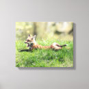 Search for wild fox canvas prints Mammal