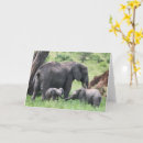 Search for animals photo cards Elephant