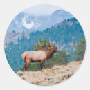 Search for bull elk stickers Autumn