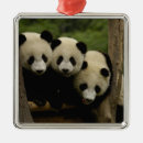 Search for baby loss christmas tree decorations Bear