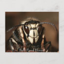 Search for hornets postcards Wasp