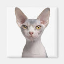 Search for old camera magnets Domestic animals