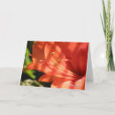 Search for amaryllis cards Blossom