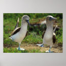 Search for blue footed posters Boobies