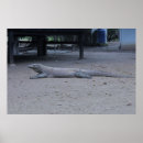 Search for komodo dragon posters Nature