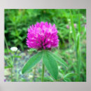 Search for clover posters Plants