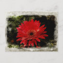Search for gerber daisy postcards Gerbera