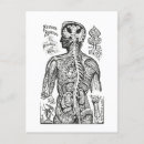 Search for anatomy postcards Illustration