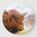 Search for cow clocks Scottish