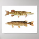 Search for pike art Thom