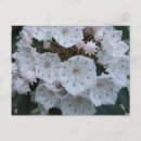 Search for laurel postcards Flower