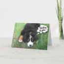 Search for bernese mountain dog cards Berner sennenhund