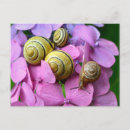 Search for snails postcards Insect