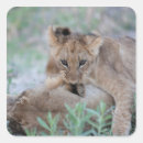 Search for panthera stickers Looking at camera