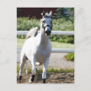 Search for arabians postcards Horse
