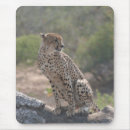 Search for cheetah cat mouse mats Spots