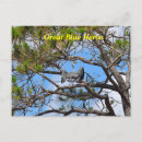 Search for blue heron postcards Tropical