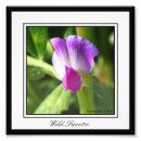 Search for sweet pea art Pink