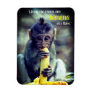 Search for eats magnets Wild