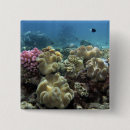 Search for great barrier badges South pacific
